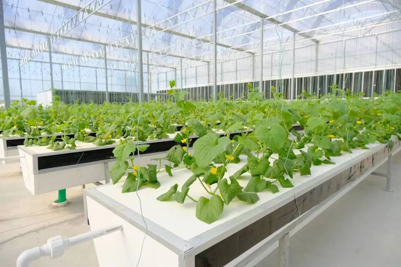 DDpay钱包(China)官网